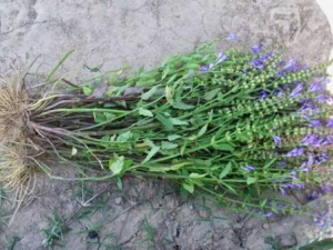 ˮ���Ų�����Щ��Ч ˮ���Ų�������ʪ���ȿ�