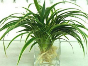 ˢ�ѲݵĹ�Ч���� ˢ�Ѳ����Ƹ�к