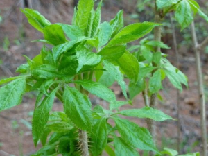 ����ӵĹ�Ч���� ������ε�������