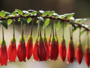 ���ܲ��Ĺ�Ч���� ���ܲ��ι���