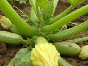 �����Ϲ�����Щ��Ч �����Ϲ�ֹѪ���������˳�Ѫ