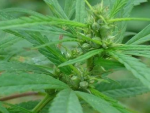 ������Ĺ�Ч ����������׳�