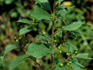 ����Ƥ�Ĺ�Ч ����Ƥ�η���ȶ�