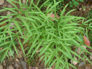 ��������Щ��Ч ����������Ѫ�η�ʪ�ؽ�ʹ