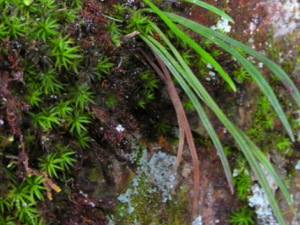 ���ާ�Ĺ�Ч���� ���ާ��С��������