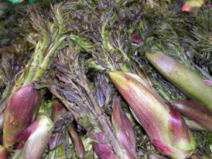 ��ʲô��Զ���Ѫѹ ʮ��ҩ�ŷ����㽵Ѫѹ