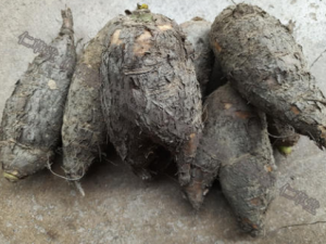 ��֬����Щ���� ��֬�ζ���