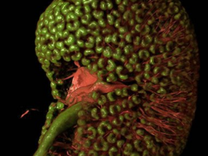 �����Ĺ�Ч ������С������