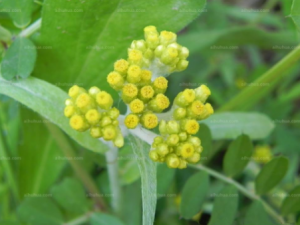 ����������Щ��Ч ��������������ʹ