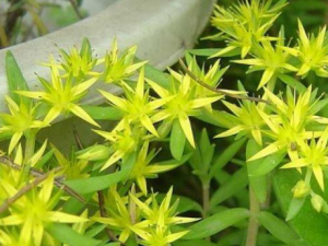 ʯָ�׵Ĺ�Ч���� ʯָ������Ӹ�ҵ�֢