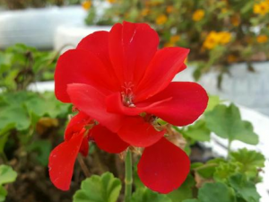 ʯ����Ĺ�Ч���� ʯ���������������ж���