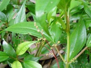 ʯ�������Щ ʯ����η纮ʪ��