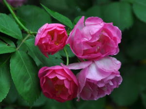 ʮ�������Щ��Ч ʮ����λ���