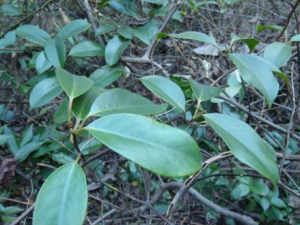 ʮ��֢�Ĺ�Ч���� ʮ��֢�η�ʪ���ʹ