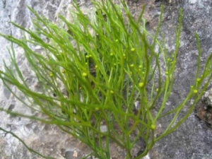 ʯˢ������Щ���� ʯˢ���ιؽڷ�ʪ