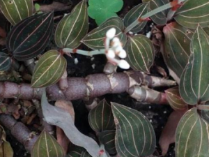 ʯ��ź�Ĺ�Ч���� ʯ��ź�ην�˿�Ѫ