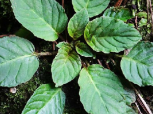 ʯ�������Щ��Ч ʯ�����ݡ����