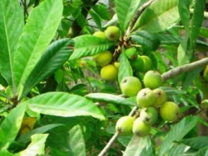 ʯ���ٵĹ�Ч ʯ�������ظ���ʹ