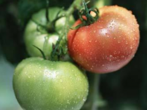 ��Щ�߲˲���ʳ�� �߲˵�ʳ�ý���