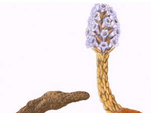 ��������Ҫע����Щ���� ��Щʳ�������������