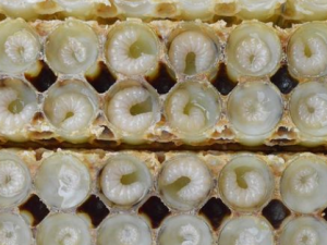 ����̥��Ӫ����ֵ ����̥����Щ��Ч