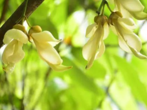 ʡȸЩЧ ʡȸηʪԹؽ