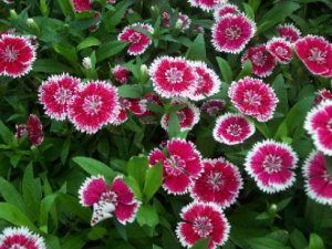 ʭ�ݻ��Ĺ�Ч���� ʭ�ݻ�����ֹʹ�θ�����֢