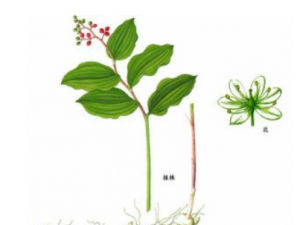 ʨ��������Щ��Ч ʨ�����ε�������