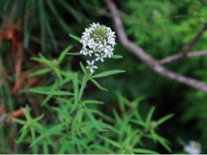 ��ɫ������Щ��Ч ��ɫ�������������������