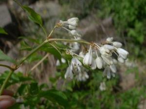 ʡ���͵Ĺ�Ч���� ʡ�����θ�Ů������Ѫ����