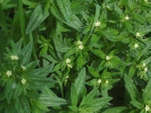 �ϲ�����Щ��Ч �ϲ��������Ȼ�