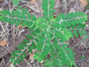 ���ײ�����Щ��Ч ���ײ��μ���������