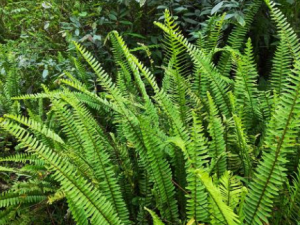 ��ާ�Ĺ�Ч���� ��ާ���鷿��ʹ