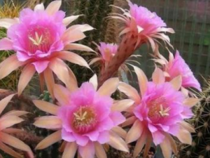 �����ƻ�����Щ��Ч �����ƻ���ֹ��Ѫ