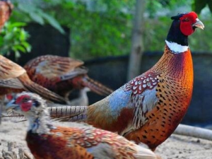 ɽ����Ӫ����ֵ ɽ���в���Ч����