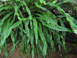 �伦β����Щ��Ч �伦β�η�ʪ��ʹ