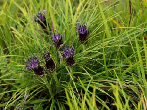 ���۲ݵĹ�Ч ���۲��η�ʪ��ľ