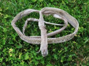 ��������Щ��Ч ���������ж���