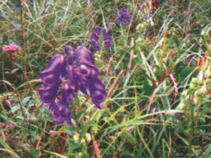 ��������Щ���� ��������ʮ������