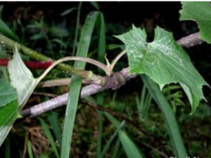 ��ɽ������Щ��Ч ��ɽ�����ε�������