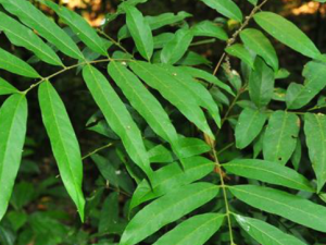 ���ӵĹ�Ч���� ��������ɱ���ο�ǻ��