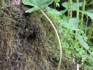 ��Ҷϸ���Ĺ�Ч���� ��Ҷϸ���ο�������