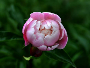 ��ҩ�Ĺ�Ч ��ҩ�ɻ�Ѫɢ��