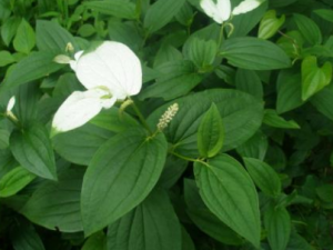 ���ײݵĹ�Ч ���ײ����δ����׶�