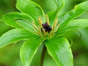 ��Ҷһ֦������Щ��Ч ��Ҷһ֦�������Ƚⶾ����ֹʹ