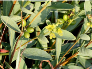 �˸�������Щ��Ч �˸��������ƴ��׶�