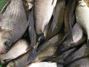 С���ÿ�������� ��Щƫ��������С���ÿ�