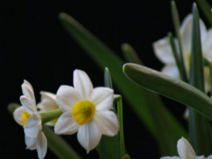 �������Ĺ�Ч���� �������η����