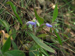 ɽһ�����Ĺ�Ч ɽһ�����θ�ð����