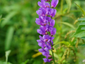 ɽҰ�㶹�Ĺ�Ч ɽҰ�㶹�η�ʪʹ